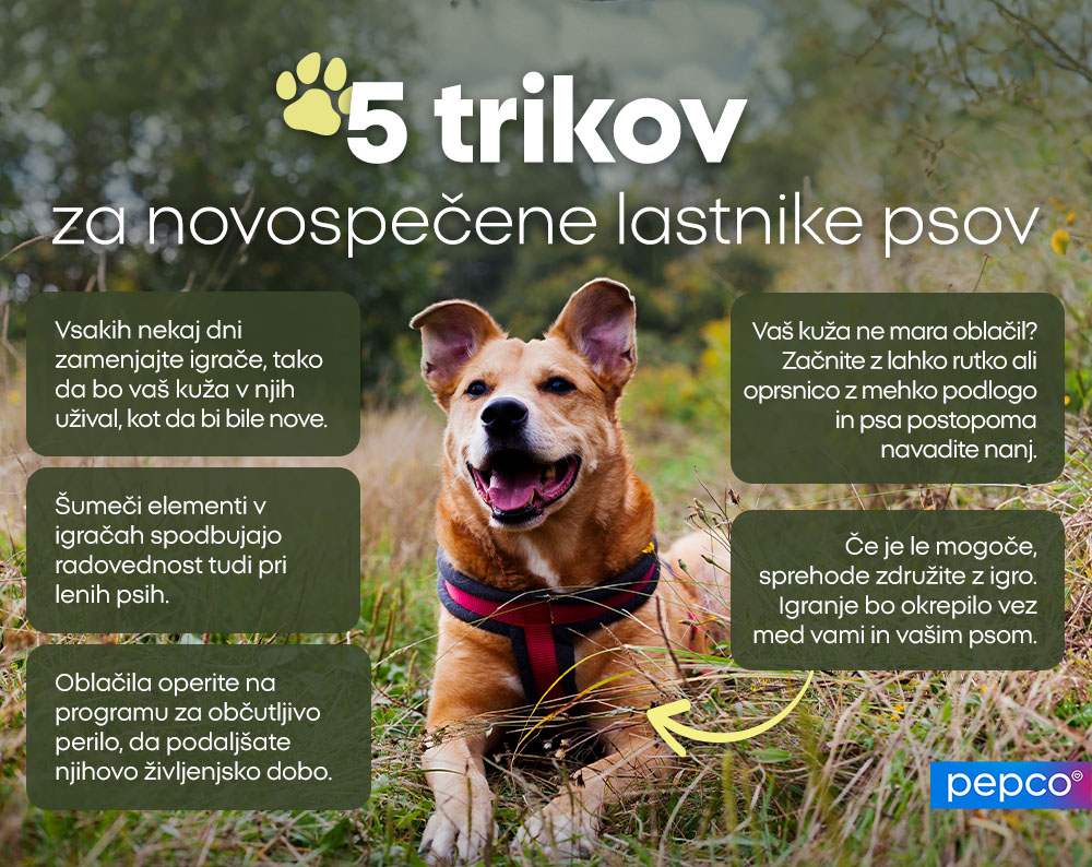 5 trikov za novospečene lastnike psov: